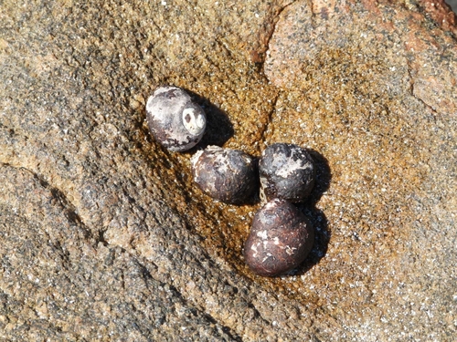 Austrocochlea rudis