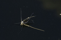 Trepobates subnitidus