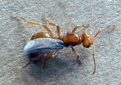 Lasius interjectus