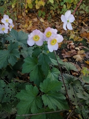 Eriocapitella hupehensis