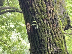 Lepisorus thunbergianus