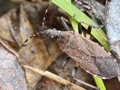 Dicranocephalus agilis