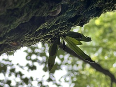 Lepisorus thunbergianus