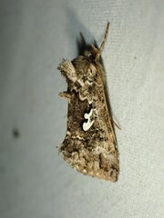 Syngrapha alias