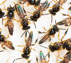 Tetragonisca fiebrigi