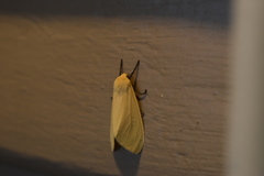 Pareuchaetes insulata