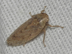 Curtara insularis