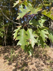 Quercus rubra