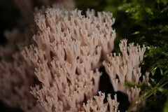 Artomyces pyxidatus