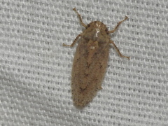 Curtara insularis