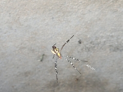 Argiope anasuja