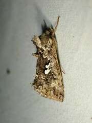 Syngrapha alias