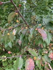 Malus hupehensis