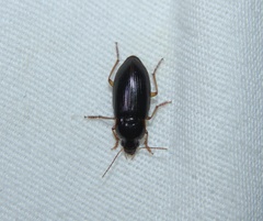Notiobia terminata