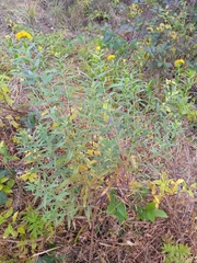 Solidago