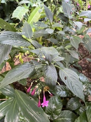 Strobilanthes hamiltoniana