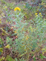 Solidago