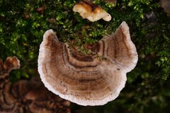Trametes versicolor