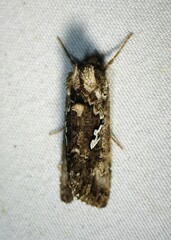 Syngrapha alias