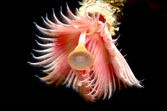 Serpula vermicularis