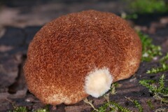 Crepidotus crocophyllus