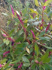 Phytolacca octandra
