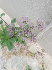 Trachelium caeruleum