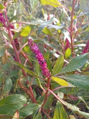 Phytolacca octandra