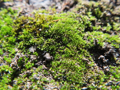 Bryum