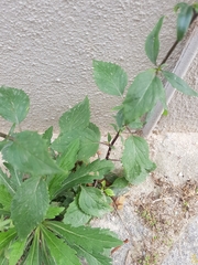 Trachelium caeruleum