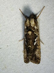 Syngrapha alias