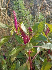 Phytolacca octandra