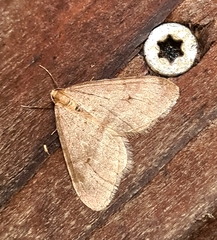 Operophtera fagata