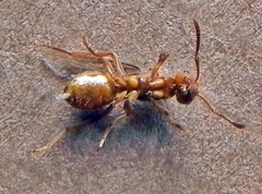 Lasius interjectus