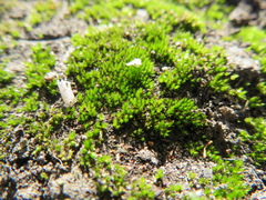 Bryum