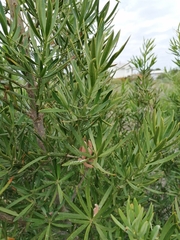 Podocarpus