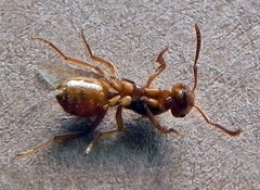 Lasius interjectus