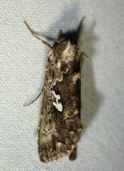 Syngrapha alias