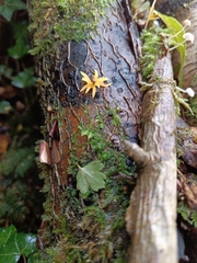 Calocera cornea