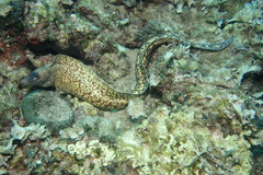 Muraena helena