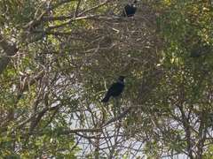 Prosthemadera novaeseelandiae novaeseelandiae