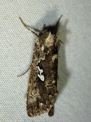 Syngrapha alias