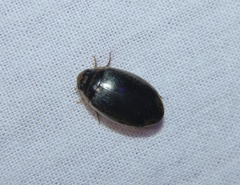 Thermonectus basillaris basillaris