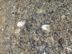 Siphonaria zelandica