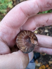 Inocybe asterospora