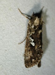 Syngrapha alias