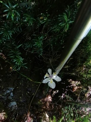 Dietes iridioides