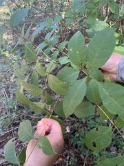 Toxicodendron vernix