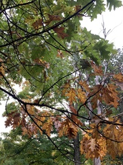 Quercus rubra