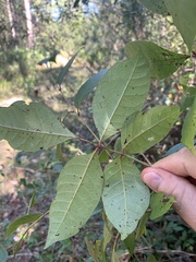 Toxicodendron vernix